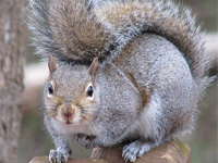 grey_squirrel
