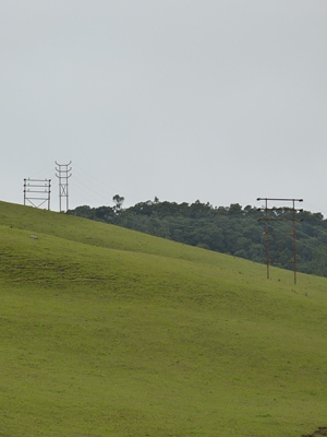 nilgiris_grasslands_M