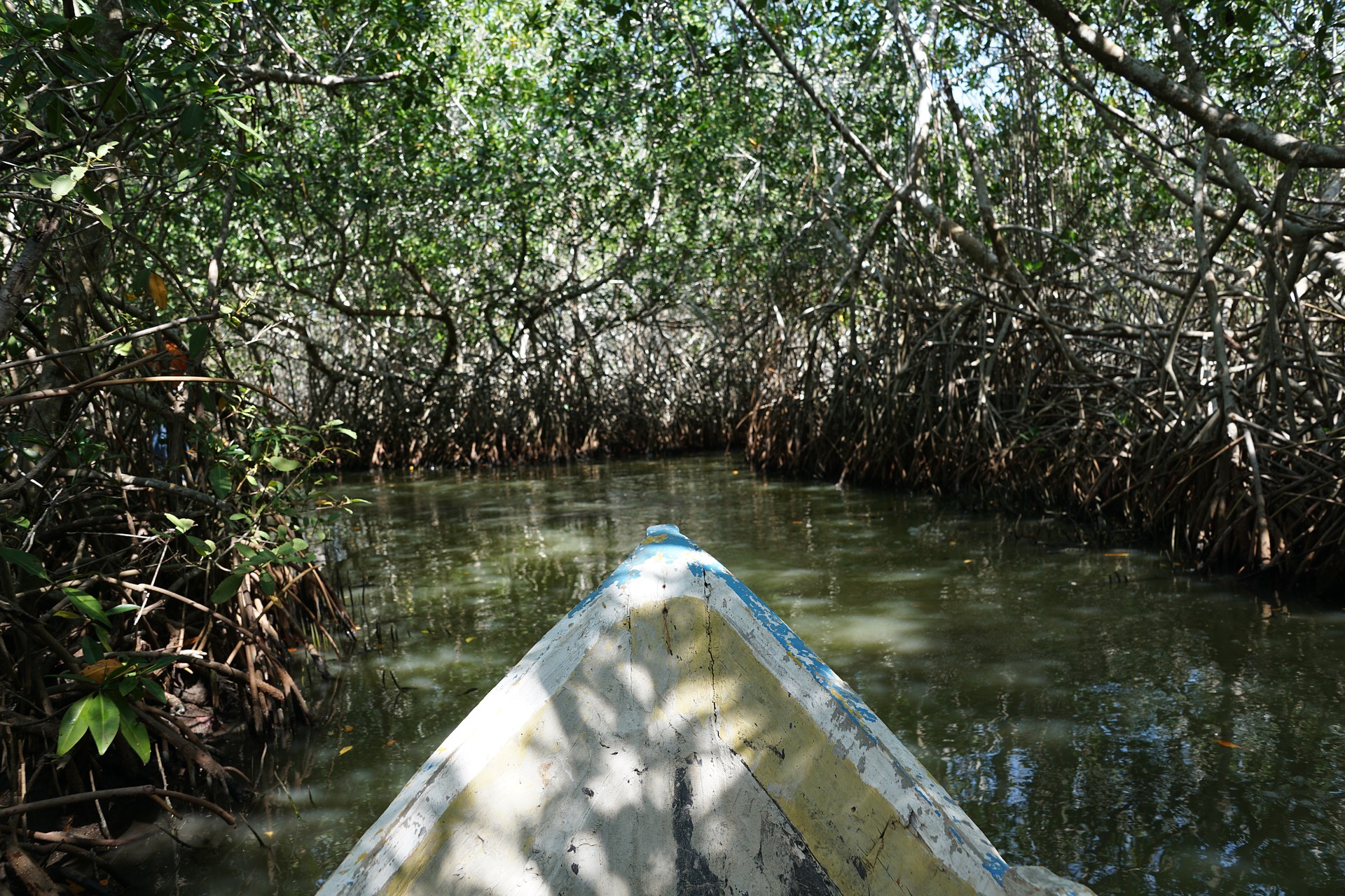 mini_exhib._mangroves