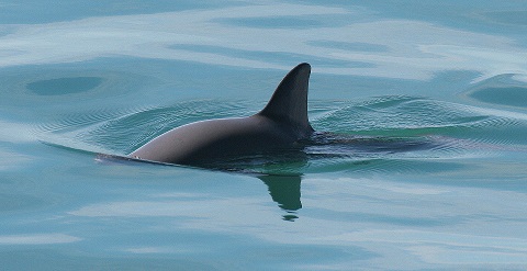 Vaquita whale