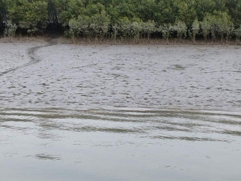 Silt-River-and-Mangrove-Forest-The-Sundarbans-Jan-2023-1-800x600