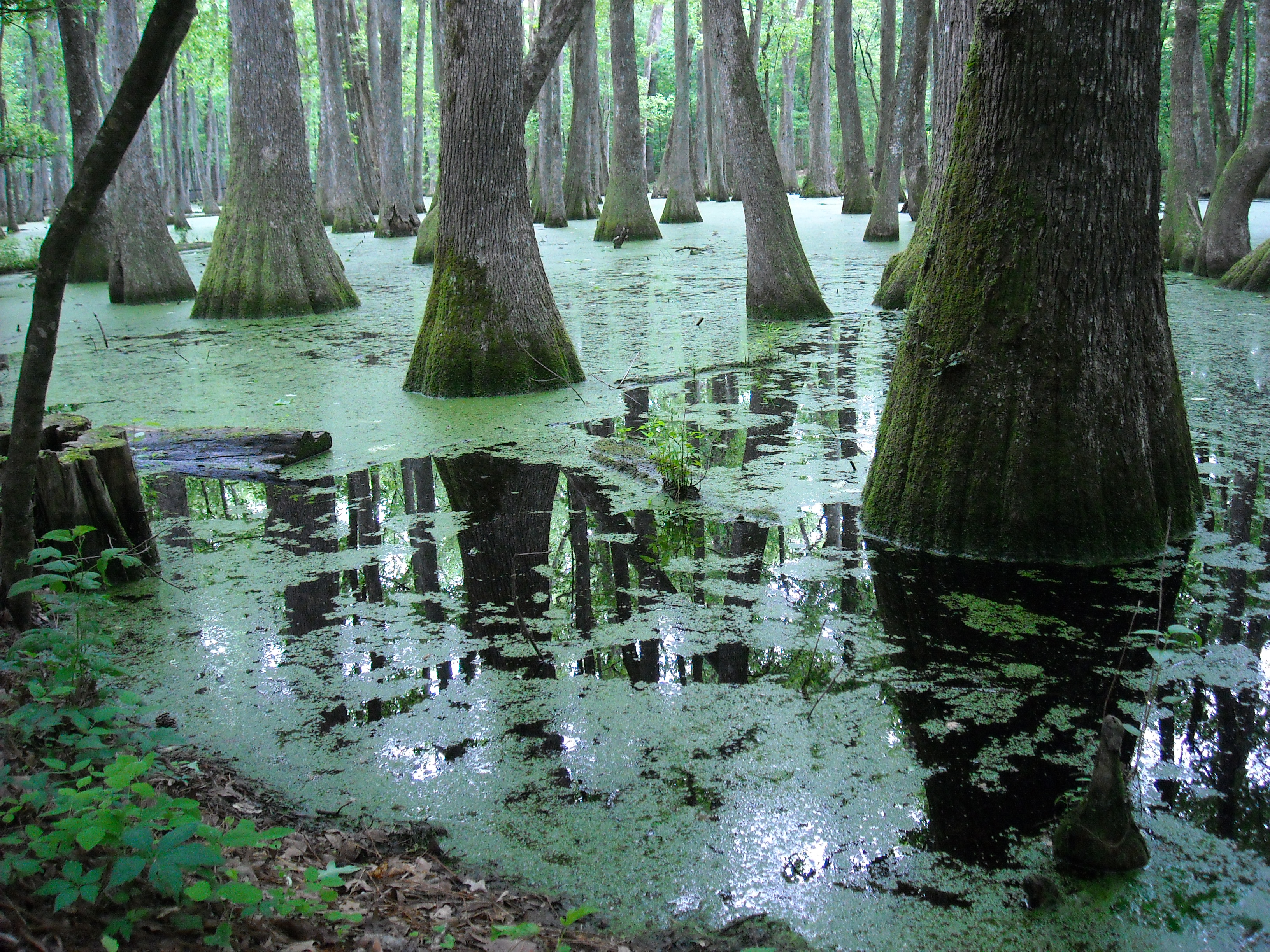 Pearl_River_Backwater_in_Mississippi