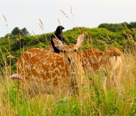 Bird perched on deer in Hokkaido, Japan. All rights reserved © Anna Leah Tabios (2012).