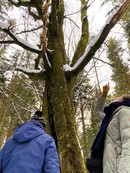 Participants in the nearby yew forest, practicing their attention on the quest for hidden treasures.