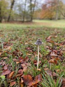 Magpie Inkcap.