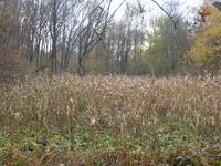 cornfield