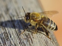 bee