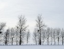 icetrees