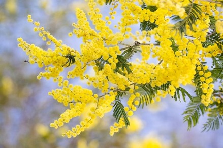 silver-wattle-7442792_1280