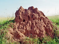 termitehill