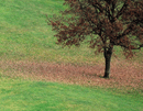 tree_field