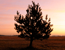 tree_in_sunset