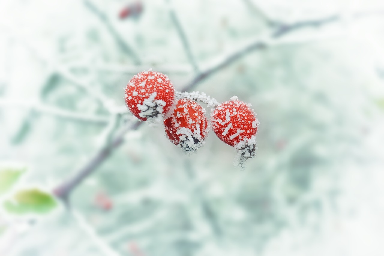 winter_berry