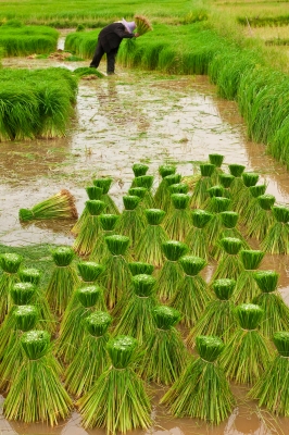 ricepicking