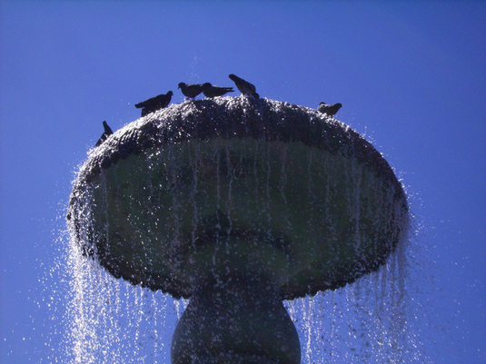 Fountain with Doves in August