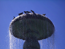 fountain_pigeons_sm
