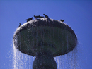 Brunnen mit Tauben im August