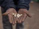 Fritillaria bulbs collected in Humla, Nepal. © Martin Saxer, 2016.