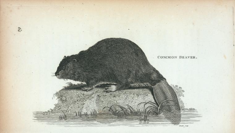 beaver