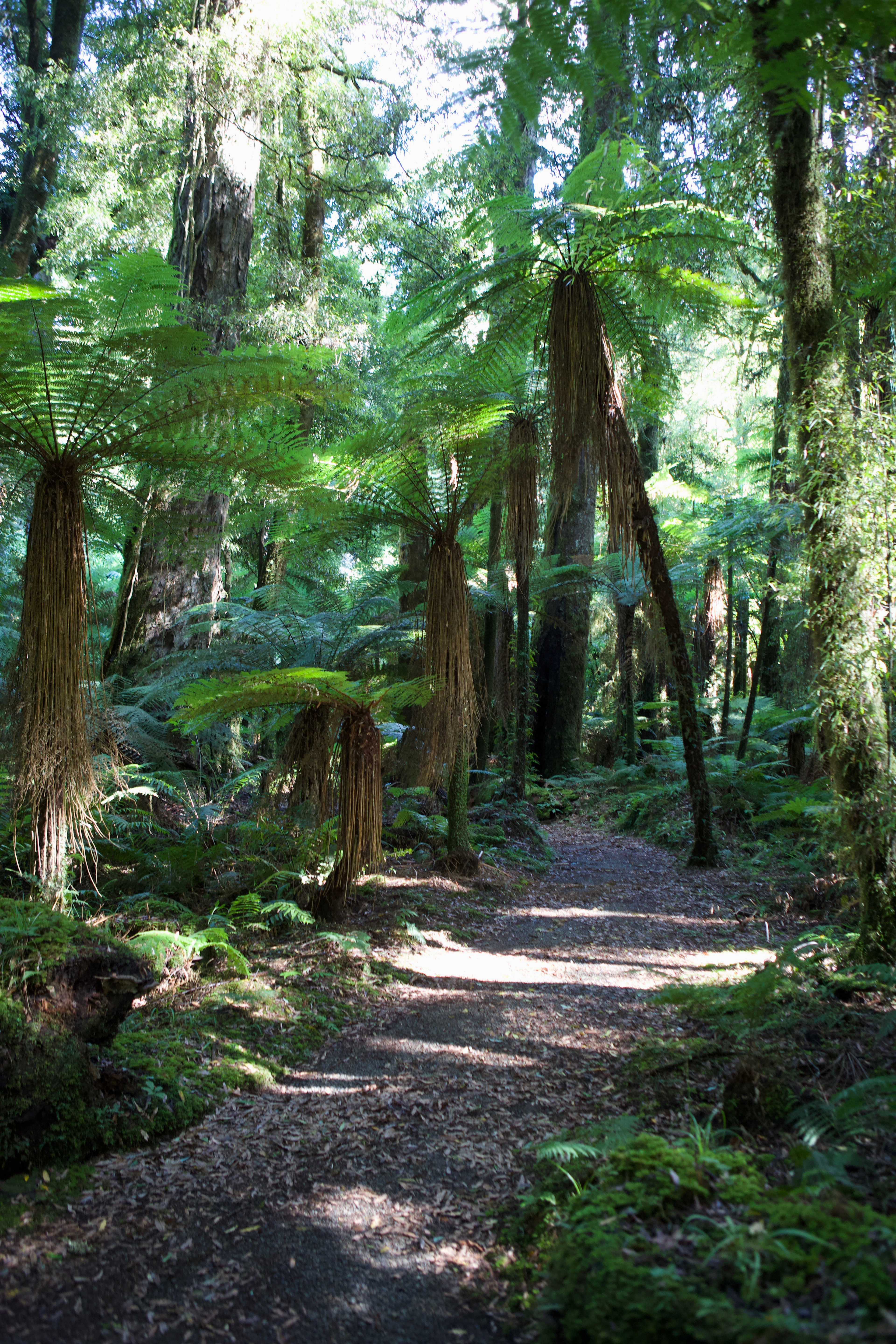 New Zealand Forest